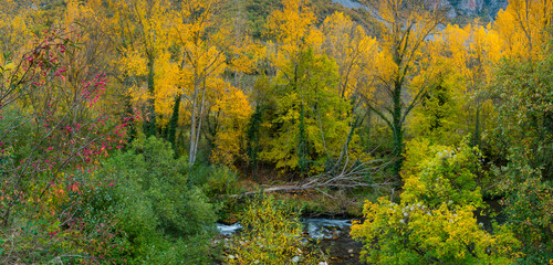 Populus in Autumn colors, Fall colors, Torrecilla en Cameros, Iregua River Valley, Cameros, La Rioja, Spain, Europe