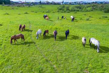 A herd of horses graze in a green meadow along the river