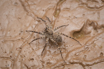 Wolf spider on mud