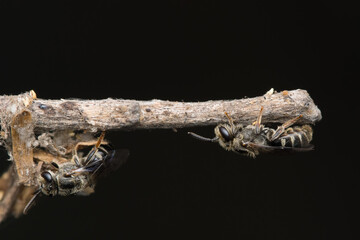 Cockoo leaf cutter bee