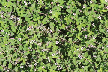 Flores blancas