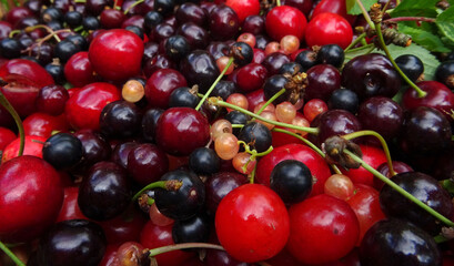 Fruits du jardin