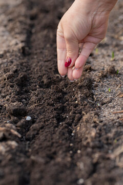 woman's hand pours seeds into prepared loosened soil close up copy space. Gardening concept. open air free time concept. blogging concept