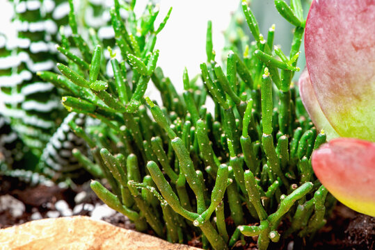 Hatiora in a flower pot close-up. Home garden. Growing succulents
