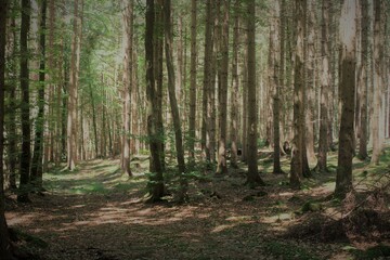 footpath in the woods
