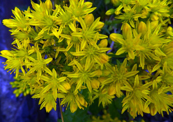 Fleurs sedum rupestre