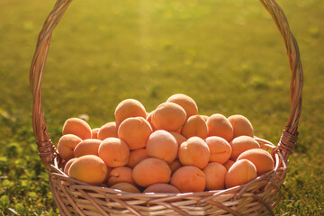 Ripe apricots in a wicker basket on green grass copy space. Harvest of summer fruits.