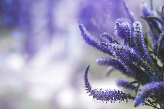Blue flowers of Veronica. Violet wildflowers copy space.