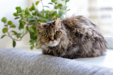 A very old gray shaggy cat with green eyes lies on a windowsill by a gray sofa and looks into the camera, in the background there is a green houseplant. Veterinary Medicine. Selective focus.