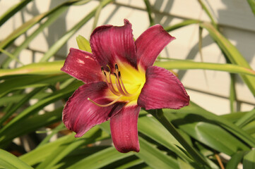 Purple Day Lily