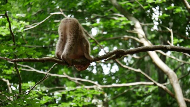 4k video of monkey playing with a branch- family 50 fps
