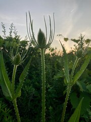 prickly thistle at sunset