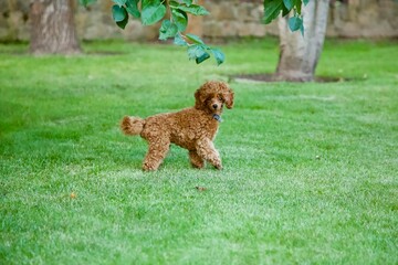 Fototapeta premium puppy poodle on grass