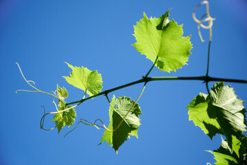 W ogrodzie © Dariusz