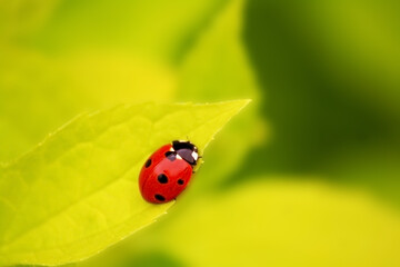 Fototapeta premium ladybug on green leaf