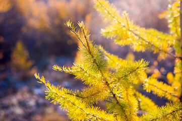 Yellow branch of wild larch is illuminated by the sun, autumn nature, background.
