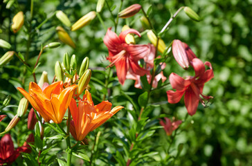 Obraz premium W ogrodzie