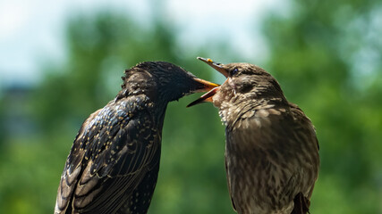 Common starling (Sturnus vulgaris) feed his offspring.