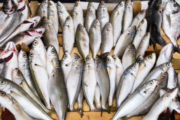 fresh fish at the market