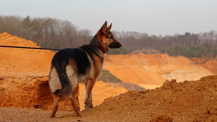 german shepherd dog on a beach desert
