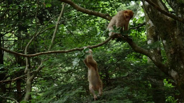 4k video of wild monkey playing - family  50 fps