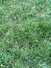 Herbes hautes