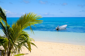 tropical beach with palm trees