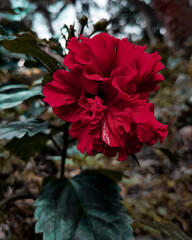 red flower in the garden