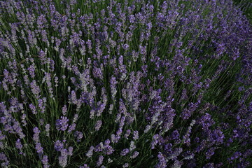 Obraz premium field of lavender