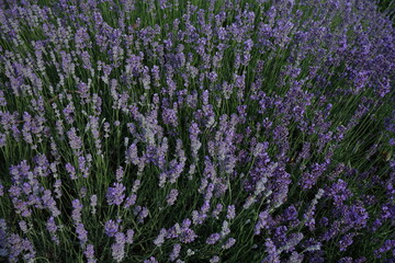 Obraz premium field of lavender