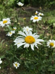 close up of a pretty daisy surrounded by other daisies 