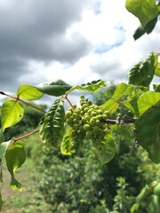 wild plant with green berries