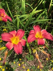 two pretty red and yellow lillies 