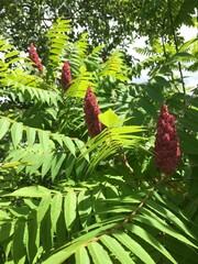 numerous fluffy red wild plants