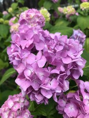 close up of a hot pink hydrangea 