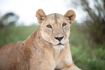 Fototapeta na wymiar Löwe löwin africa safari