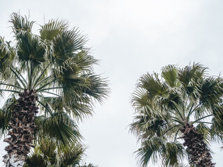 Closeup photo of the top of the top of two palm trees against a blue sky
