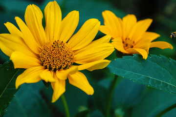 yellow flower in the garden