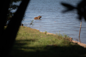 CAPIVARA DE BRASILIA