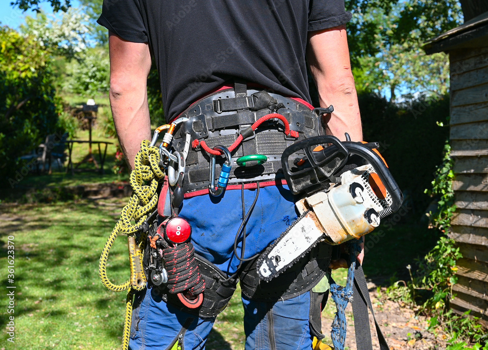 Wall mural a tree surgeon or arborist wearing his safety harness carrying a chainsaw and safety ropes