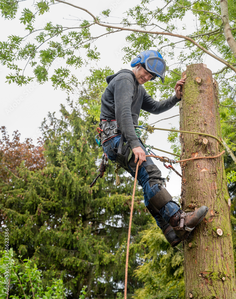 Wall mural a tree surgeon or arborist prepearing to cut down a tree stump.