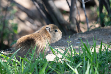 CAPIVARA DE BRASILIA