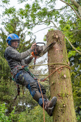 Tree Surgeon or Arborist using a chainsaw to cut down a tall tree stump. - 361623330