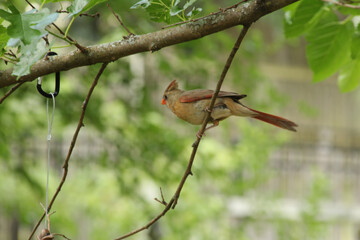 Female Cardinal