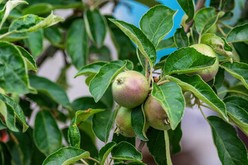 Group of green unripe apples and leaves on branch of apple tree growing in the garden