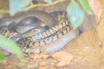 Banded Rat Snake, or the Oriental Rat Snake (Ptyas Mucosus) from the wild in Thailand. Banded Rat Snake is a non-toxic land snake that limits household rats and found throughout all parts of Thailand.