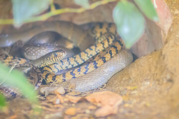 Banded Rat Snake, or the Oriental Rat Snake (Ptyas Mucosus) from the wild in Thailand. Banded Rat Snake is a non-toxic land snake that limits household rats and found throughout all parts of Thailand.