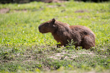 CAPIVARA DE BRASILIA