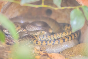 Banded Rat Snake, or the Oriental Rat Snake (Ptyas Mucosus) from the wild in Thailand. Banded Rat Snake is a non-toxic land snake that limits household rats and found throughout all parts of Thailand.