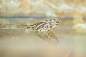 Daboia siamensis (Eastern Russell's viper, Siamese Russell's viper) is a venomous viper species that is endemic to parts of Southeast Asia, southern China and Taiwan.